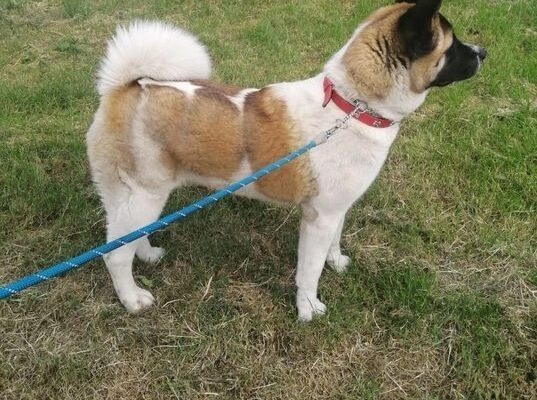 Akita pups