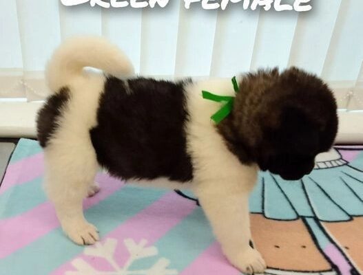 Akita pups