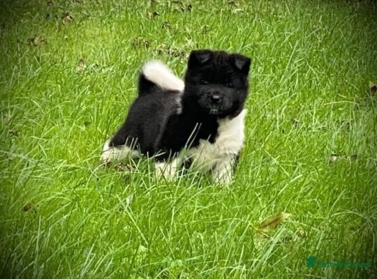 Quality KC Registered American Akita Puppies