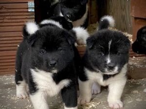 Quality KC Registered American Akita Puppies
