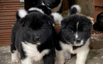 Quality KC Registered American Akita Puppies