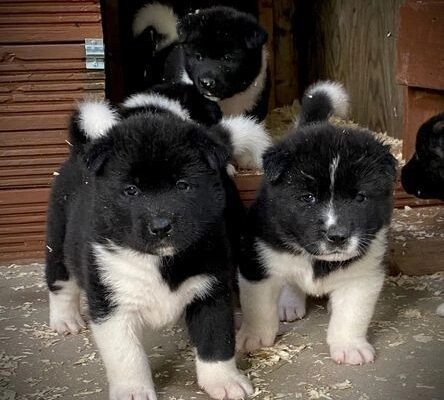 Quality KC Registered American Akita Puppies