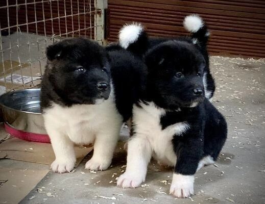 Quality KC Registered American Akita Puppies