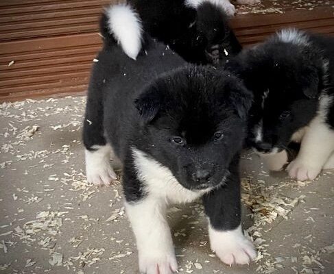 Quality KC Registered American Akita Puppies
