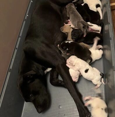 bullmastiff puppies
