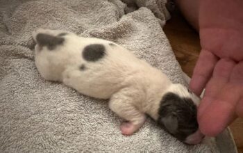 bullmastiff puppies