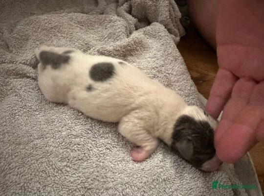 bullmastiff puppies