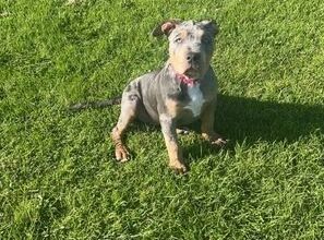 Female Xl bully