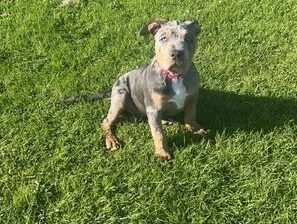 Female Xl bully