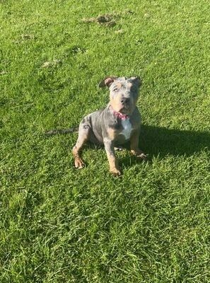 Female Xl bully