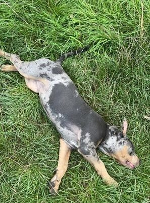Female Xl bully