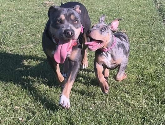 Female Xl bully