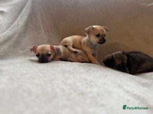 5 beautiful chihuahua puppies 4 girls and 1 boy