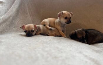 5 beautiful chihuahua puppies 4 girls and 1 boy