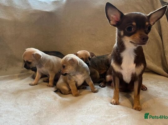 5 beautiful chihuahua puppies 4 girls and 1 boy