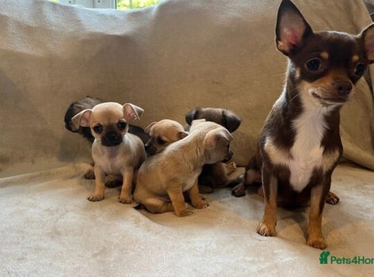 5 beautiful chihuahua puppies 4 girls and 1 boy