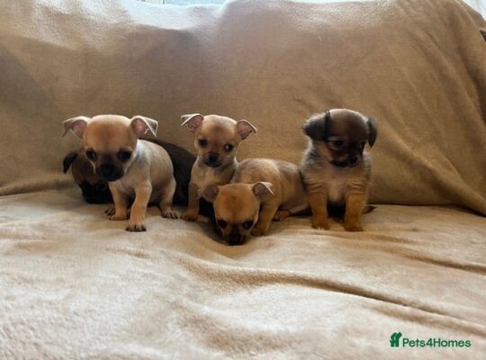 5 beautiful chihuahua puppies 4 girls and 1 boy