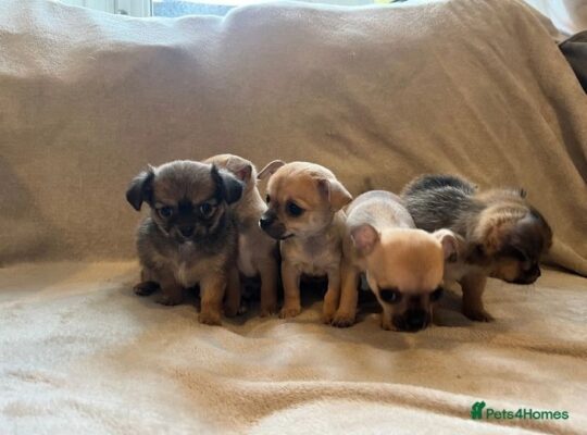 5 beautiful chihuahua puppies 4 girls and 1 boy