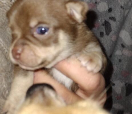 TIFFANY chihuahuas as seen on TV