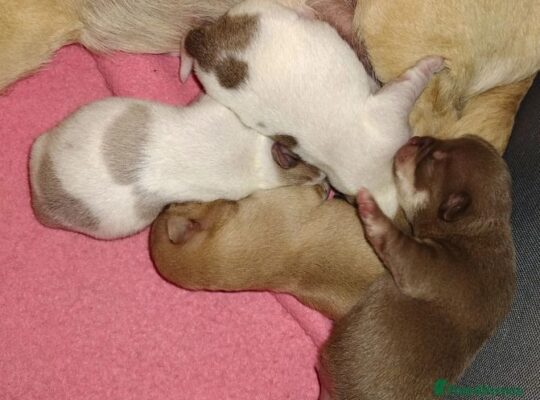 TIFFANY chihuahuas as seen on TV