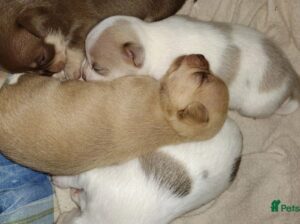 TIFFANY chihuahuas as seen on TV