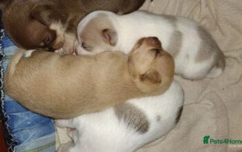 TIFFANY chihuahuas as seen on TV