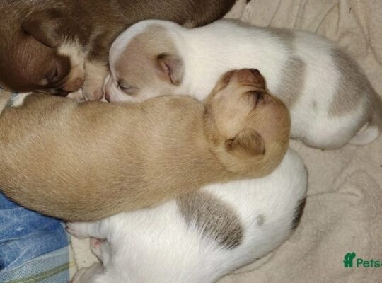 TIFFANY chihuahuas as seen on TV