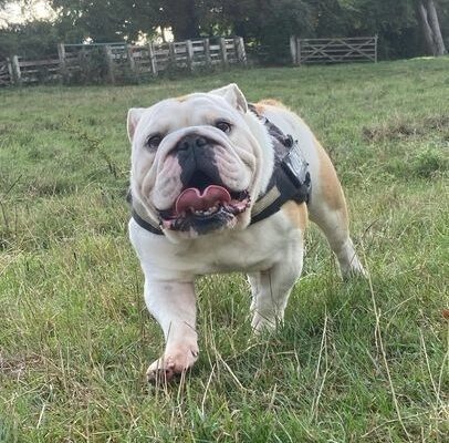 ENGLISH BULLDOG