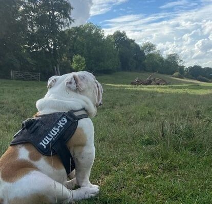 ENGLISH BULLDOG