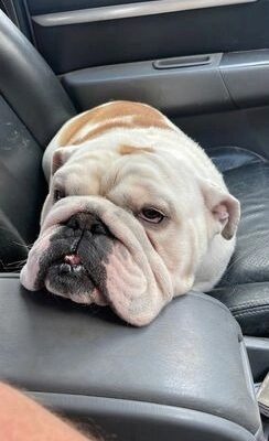 ENGLISH BULLDOG