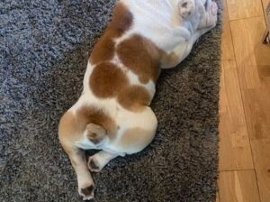 ENGLISH BULLDOG