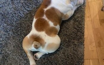 ENGLISH BULLDOG
