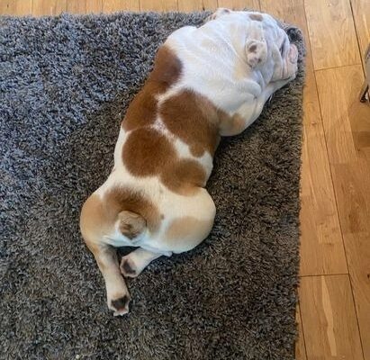 ENGLISH BULLDOG