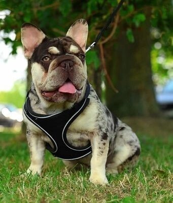 FRENCH BULLDOG VENOM PUPS. price drop