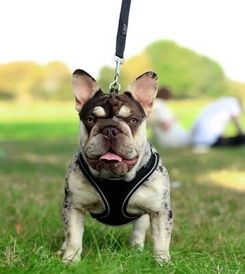 FRENCH BULLDOG VENOM PUPS. price drop