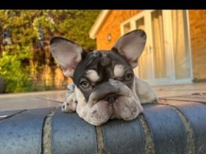 FRENCH BULLDOG VENOM PUPS. price drop