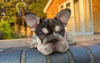 FRENCH BULLDOG VENOM PUPS. price drop