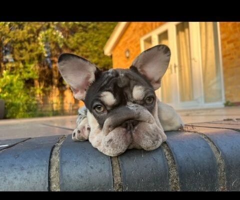 FRENCH BULLDOG VENOM PUPS. price drop