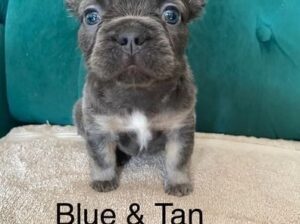 KC registered Visual Fluffy French Bulldog puppies