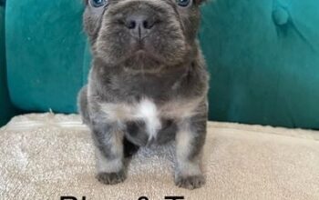 KC registered Visual Fluffy French Bulldog puppies