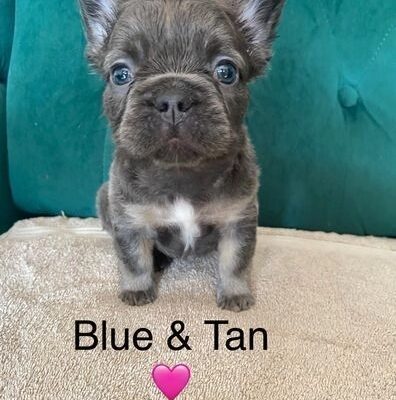 KC registered Visual Fluffy French Bulldog puppies