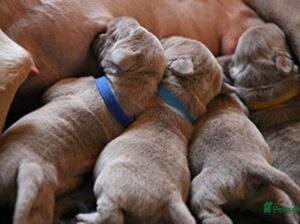 Lilac and silver frenchies
