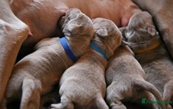 Lilac and silver frenchies