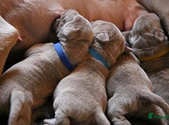 Lilac and silver frenchies
