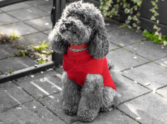 Adopting a Dog: A Responsible Choice