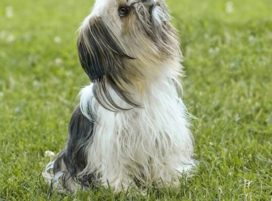 The Importance of Research When Buying a Dog