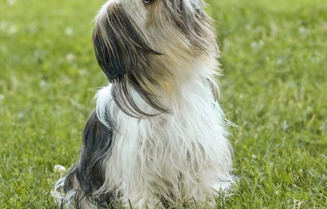 The Importance of Research When Buying a Dog