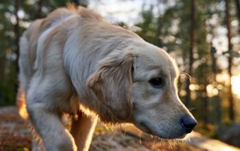 Things to Do Before Buying a Dog