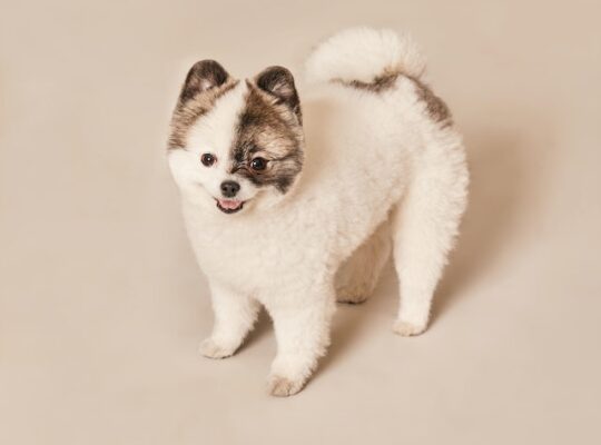 Things to Do Before Buying a Dog