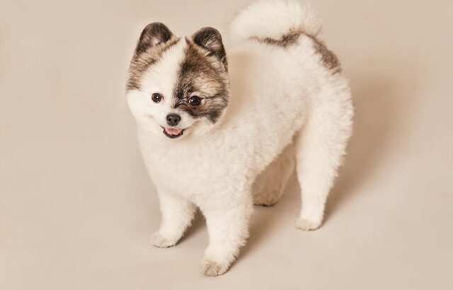 Things to Do Before Buying a Dog